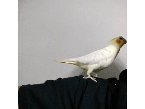 5 aylık erkek sultan papağanı
