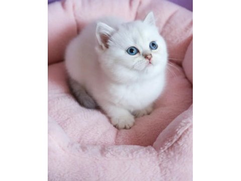 Maviş british shorthair prenses