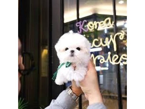 Mini mini büyümeyen boy maltipoo yavrular