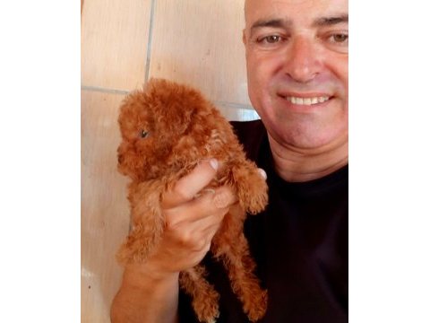 Toy poodle yavrularımız yeni yuvalarına gitmeye hazır