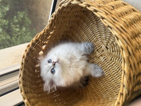 Yakışıklı british longhair oğlumuz