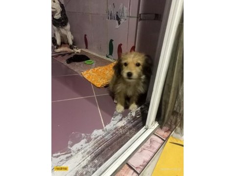 Köpeğimizle ücretsiz iyi bakacak olan ilgilensin lütfen