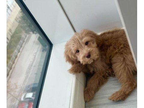 Maltipoo yılbaşı hediyeniz hazır mı?