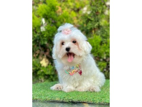 Mini boy maltese yavruları
