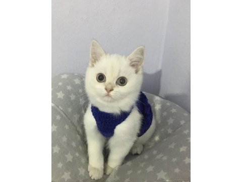 Bebeklik sendromu istemeyene british shorthair
