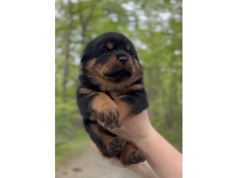 Sağlık ve ırk garantili macar rottweiler yavrular