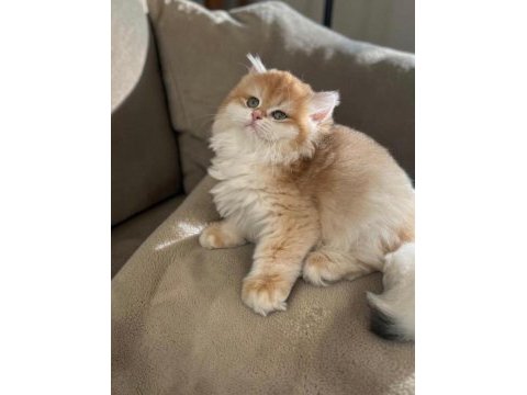 Safkan british longhair golden kediler