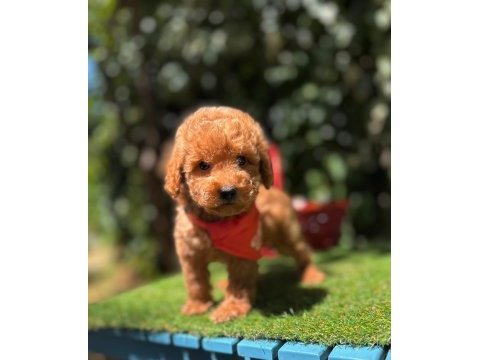 Show kalite toy poodle köpeği