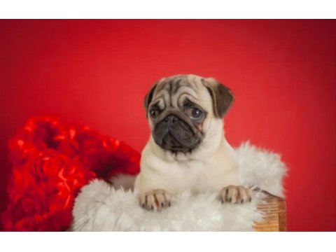 Şahane pug yavrular