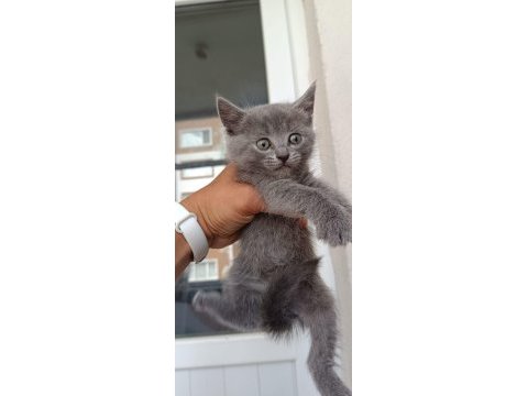 Ev ortamında büyümüş british shorthair kedilerim