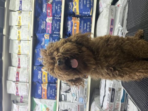 Gerçek toy poodle garanti üst düzey yavrular