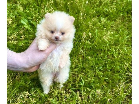 Pomeranian panda rengi