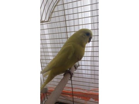 Beyaz erkek + sarı dişi muhabbet kuşu takımı yavrulu