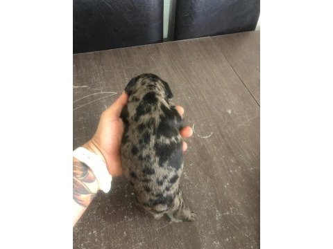 Black ve black merle french bulldog yavrularımız