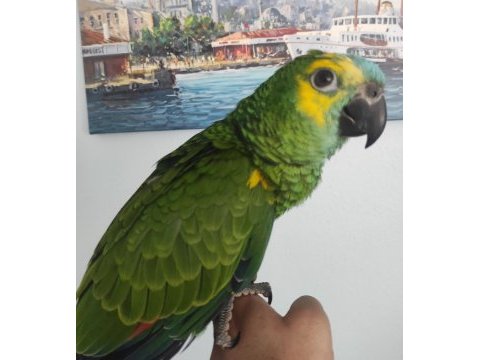 Dev gibi bluefront bebek amazon papağanı