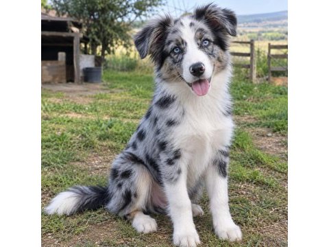 Iyisi değil en iyisi border collie kapıda ödeme mevcut
