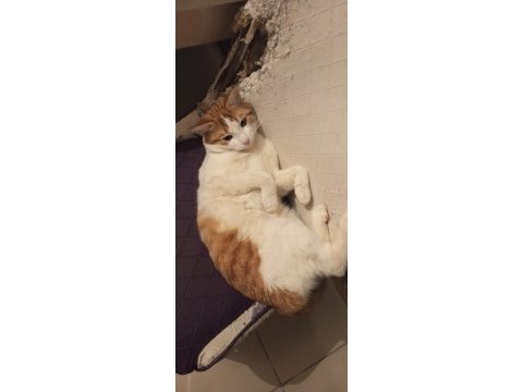 Ücretsiz sahiplendirilecek 2 kedimiz