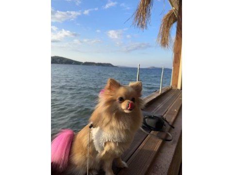 Pomeranian köpeğimiz izmir