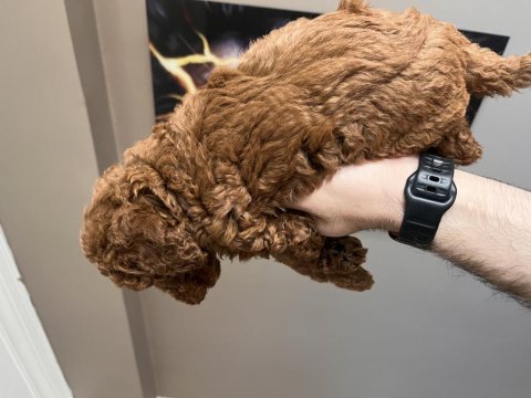 Orjinal toy poodle red brown kore kan