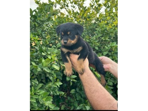Rottweiler yavrular