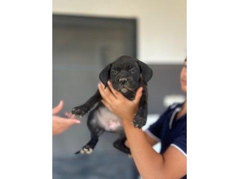 Yavru aslan cane corso