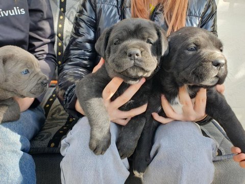 Orjinal a kalite cane corso