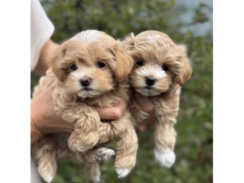 Çift renk özel kore maltipoo yavrular