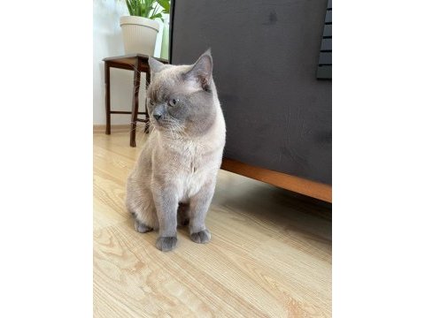 3 yaşındaki eğitimli scottish fold herşeyiyle