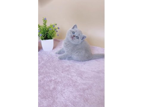 Masum bebek lilac british shorthair 