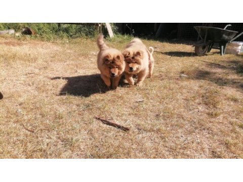 Üreticiden chow chow çin aslanı yavruları