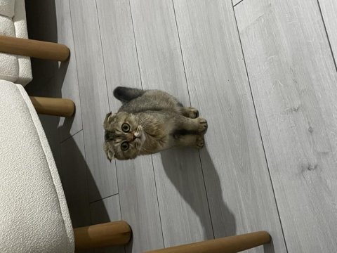 Scottish fold kedimiz ücretsizdir