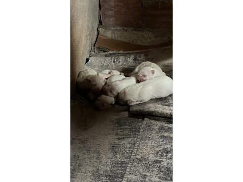 Samoyed bebeler bilgi için yazın