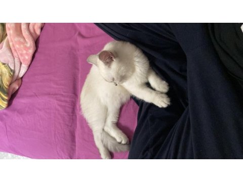 Scottish fold yavru
