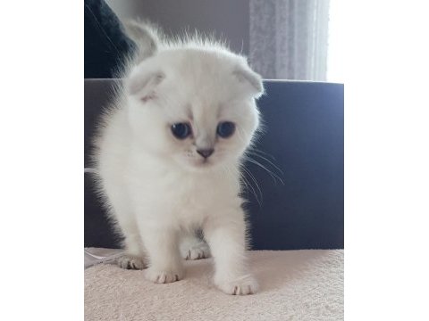 Champiyon atalardan scottish fold bebekler