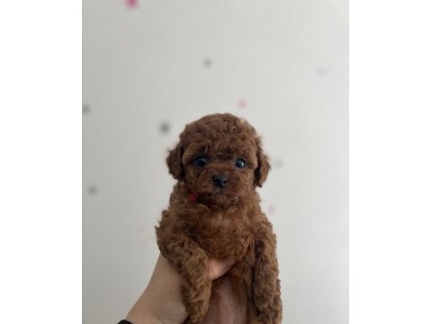 Cepte taşınabilir safkan toy poodle yavrumuz
