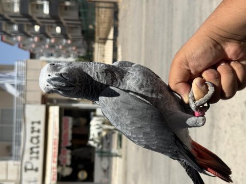 7 aylık jumbo boy jako papağanı