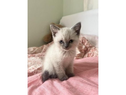 Safkan blue point 2.5 aylık dişi kedimiz