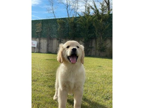 Baby face golden yavruları 