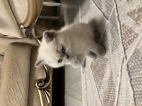 45 günlük erkek yavru british shorthair