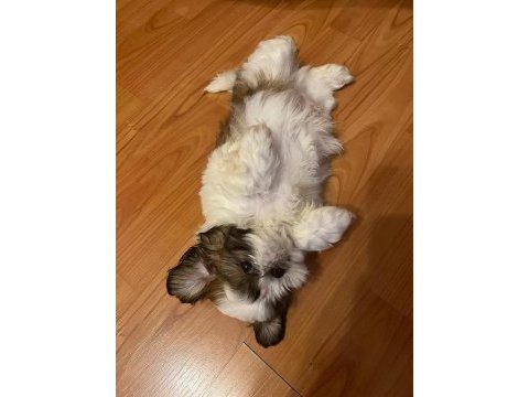 Asil yavrumuz shih tzu