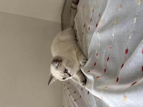 British shorthair kedisi
