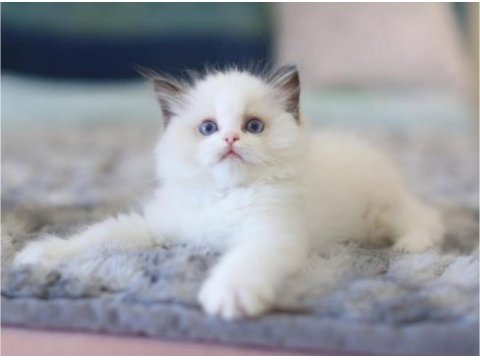 Türkiyenin en değerli kedisi ragdoll