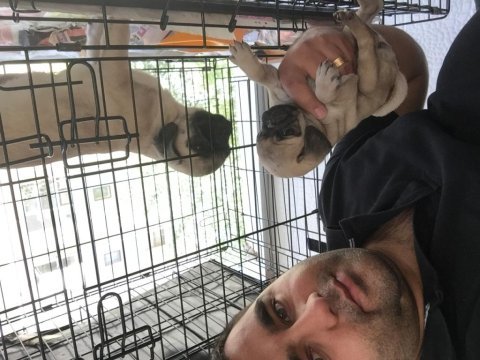 Gaziantepte pug mops tek adresi biziz garantili