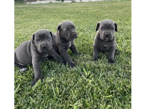 Cane corso yavru