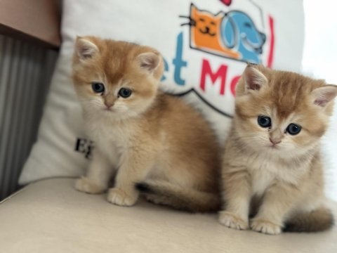 Ankaranın en elit golden british shorthair yavrusu