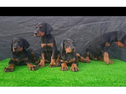 Anneden babadan üst düzey doberman