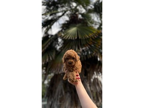 Redbrown toypoodle 