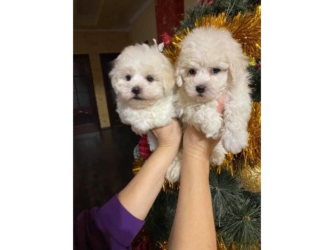 Orjinal bichon frise yavrularımız