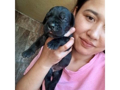 Cane corso yavrularımız