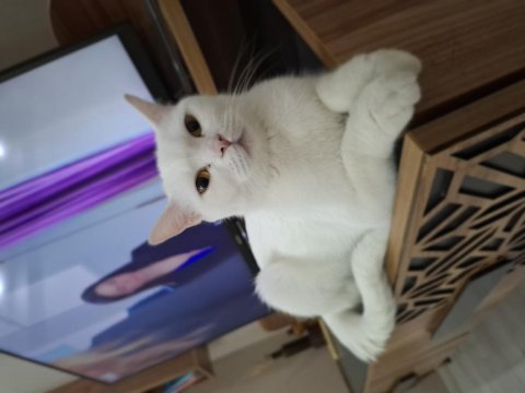 Ücretsiz british white kedimize yuva